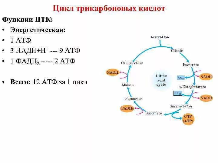 Цикл трикарбоновых кислот цикл Кребса АТФ. Цикл трикарбоновых кислот цикл Кребса. Цикл трикарбоновых кислот ЦТК биохимия. Цикл Кребса выход АТФ.