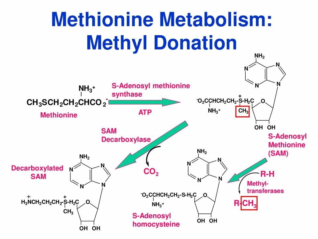 Метионин и липоевая кислота для печени. С аденозил метионин. Methionine metabolism. Аденозил l метионин. S аденозил l метионин.