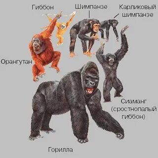 Человека называют обезьяной
