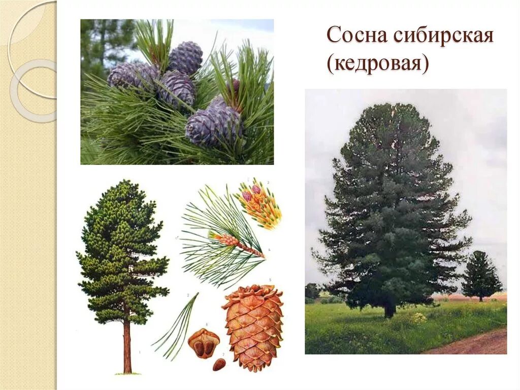 Микростробилы сосны кедровой сибирской. Кедровая сосна относится к цветковым растениям. Кедровая сибирская сосна и кедр это. Кедровая сосна окружающий мир 4 класс. Кедровая сосна относится к цветковым растениям.