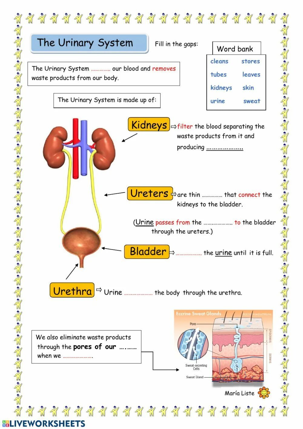 Urinary system. Urinary System tasks. Urinary System Worksheet. Structure and functions of the Urinary System. Excretory System functions.