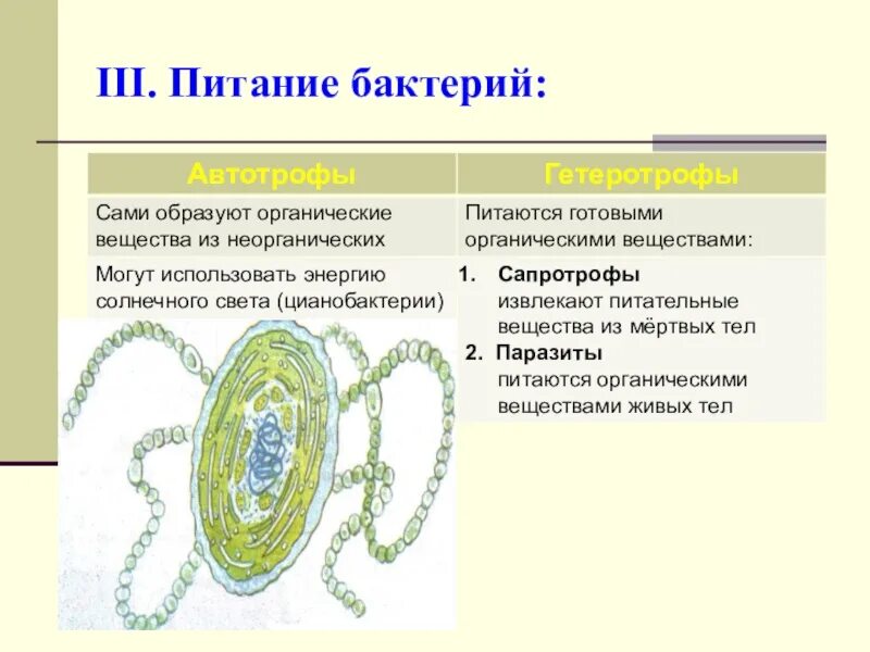 Автотрофные прокариоты