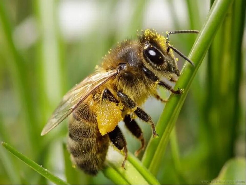 Пчелы и другие насекомые. Пчела. Лесные пчелы. Ядовитые пчелы. Пчела обыкновенная.