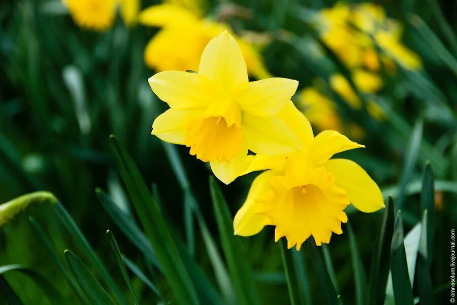 Цветочный символ уэльса. Уэльс – нарцисс (daffodil). желтый нарцисс daffodil уэльс. желтый нарцисс символ уэльса. daffodil символ уэльса.