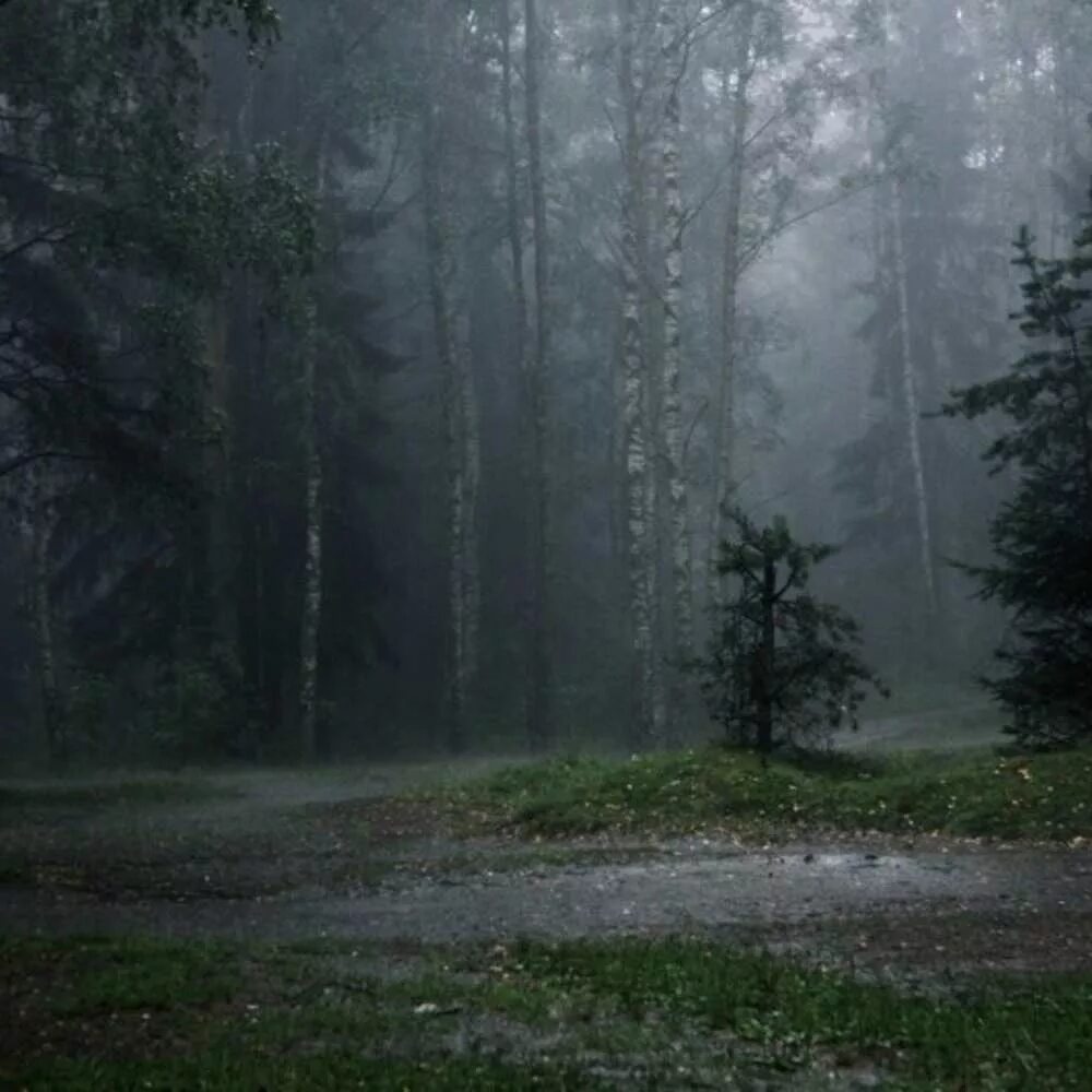 Дождливый лес. Пасмурный лес. Какой бывает лес и дождь. Лес после дождя. Какой бывает лес и дождь.