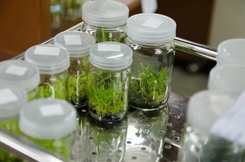 Plant tissue culture
