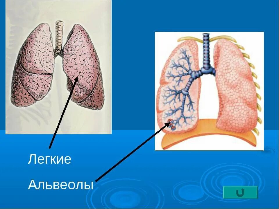 Легочные пузырьки в легких. Альвеолы легких. Лёгочная альвеола. Легкие альвеолы. Что такое альвеолы легких у человека.