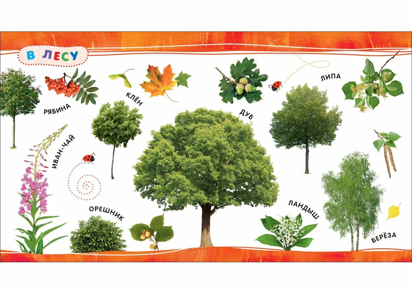 растения для детей дошкольного возраста. растительный мир для дошкольников. плакат маленький гений. растения для дошкольников. растения картинки для детей.