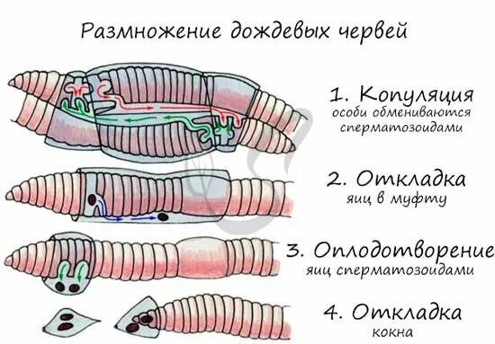 Кольчатые черви половая. Жизненный цикл кольчатых червей червей. Система размножения кольчатых червей. Размножение кольчатых червей дождевой червь. Половая система кольчатых червей.