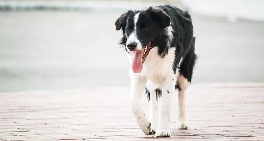 My dog running. Run away from dog. the color of a dog running away. the cat is running away from the dog. let mi do it for you dog.