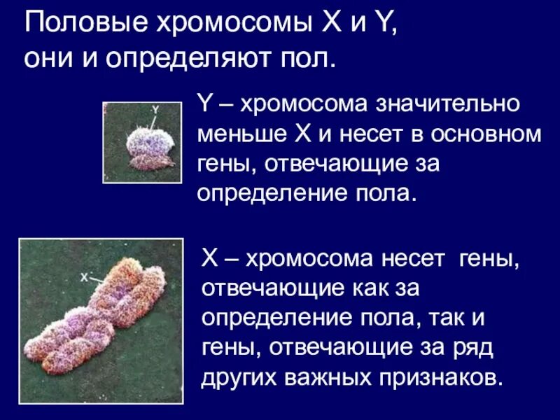 Содержат псевдоаутосомные участки