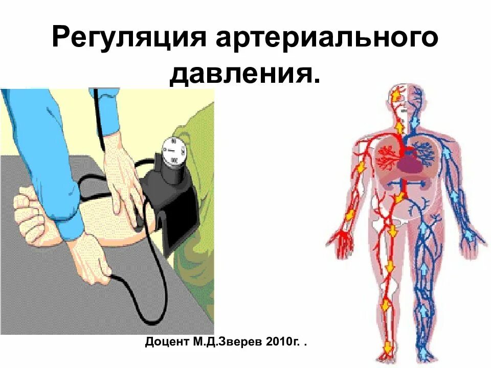 Регуляция артериального давления. Нервная регуляция кровяного давления. Регуляция артерии давления. Механизмы регуляции артериального давления. Центр регуляции кровяного давления