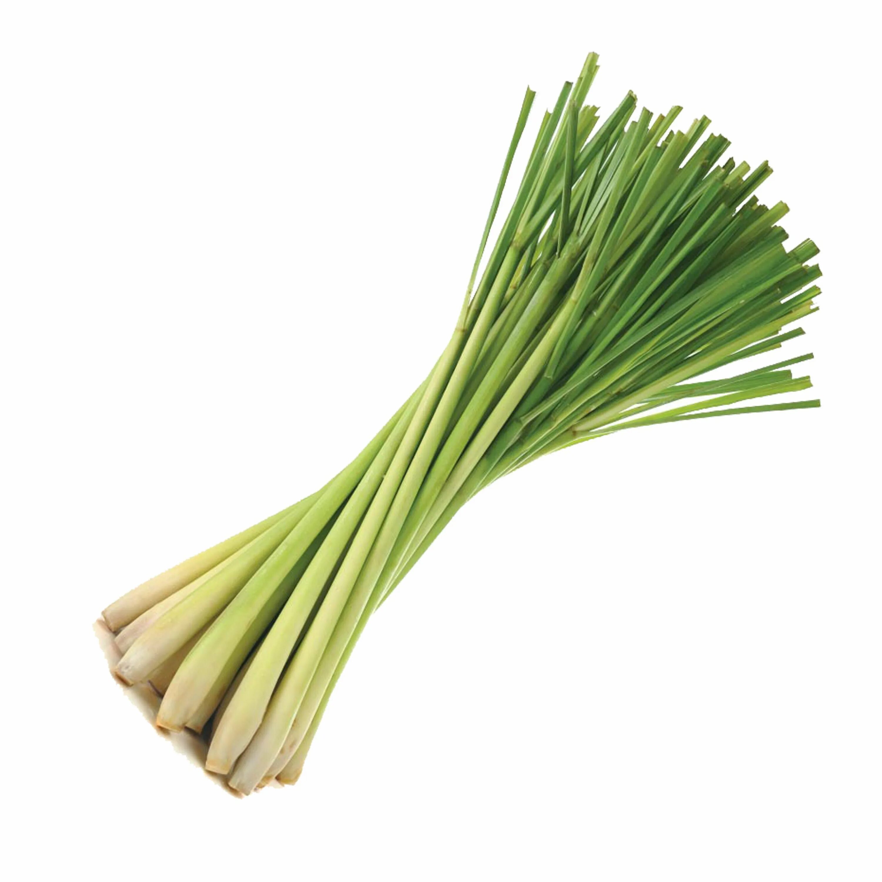 Лемонграсс трава. Лимонная трава Lemongrass. Лемонграсс лимонное сорго. Cymbopogon winterianus. Цимбопогон