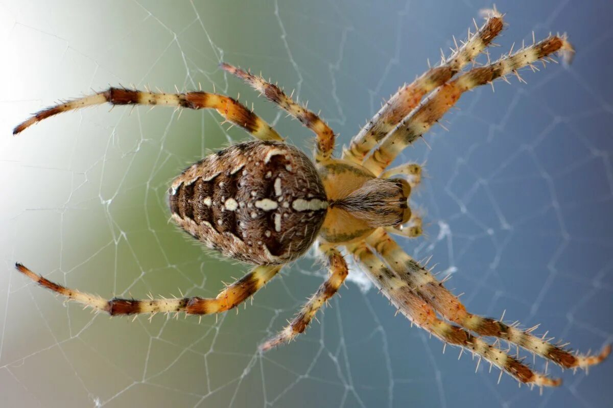 Все пауки. Паук крестовик Дальневосточный. Araneus diadematus паук крестовик. Паук крестовик Каракурт. Крестовик Сибирский паук Сибирский.