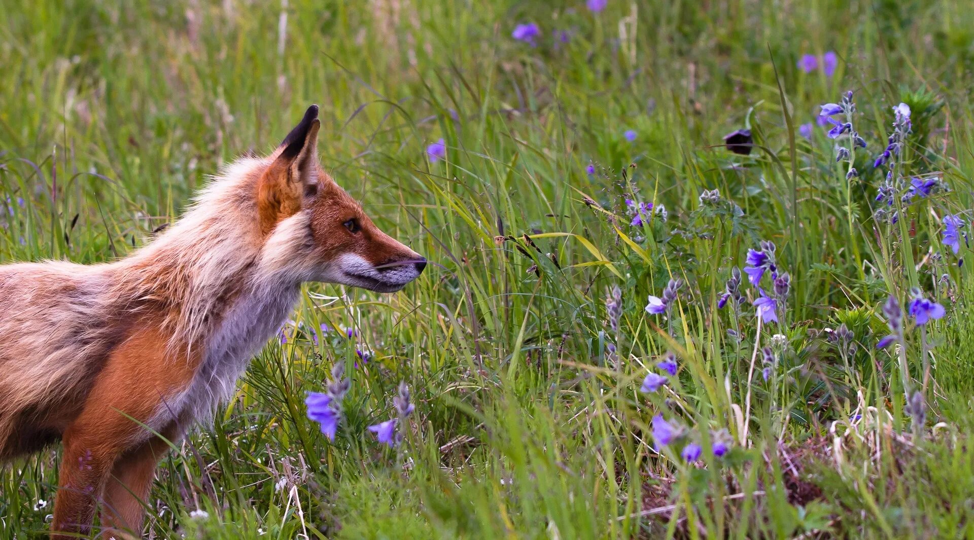 Животные лугов. Лиса летом. Лиса на лугу. Животный мир Луга. Flower foxes