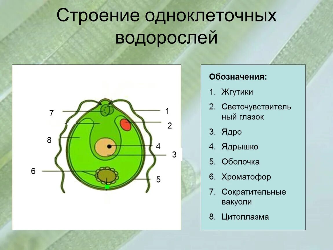 Количество клеток водорослей. Строение одноклеточной водоросли хламидомонады 7 класс. Строение одноклеточных зеленых водорослей. Одноклеточные водоросли строение клетки. Клетки водорослей биология 6 класс.