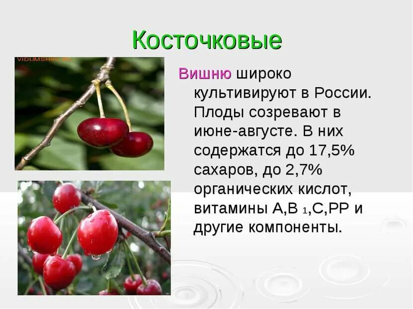 Доклад про вишню. Сообщение на тему вишня. Плоды рассказ. Костянка плод. Загадка про вишню.