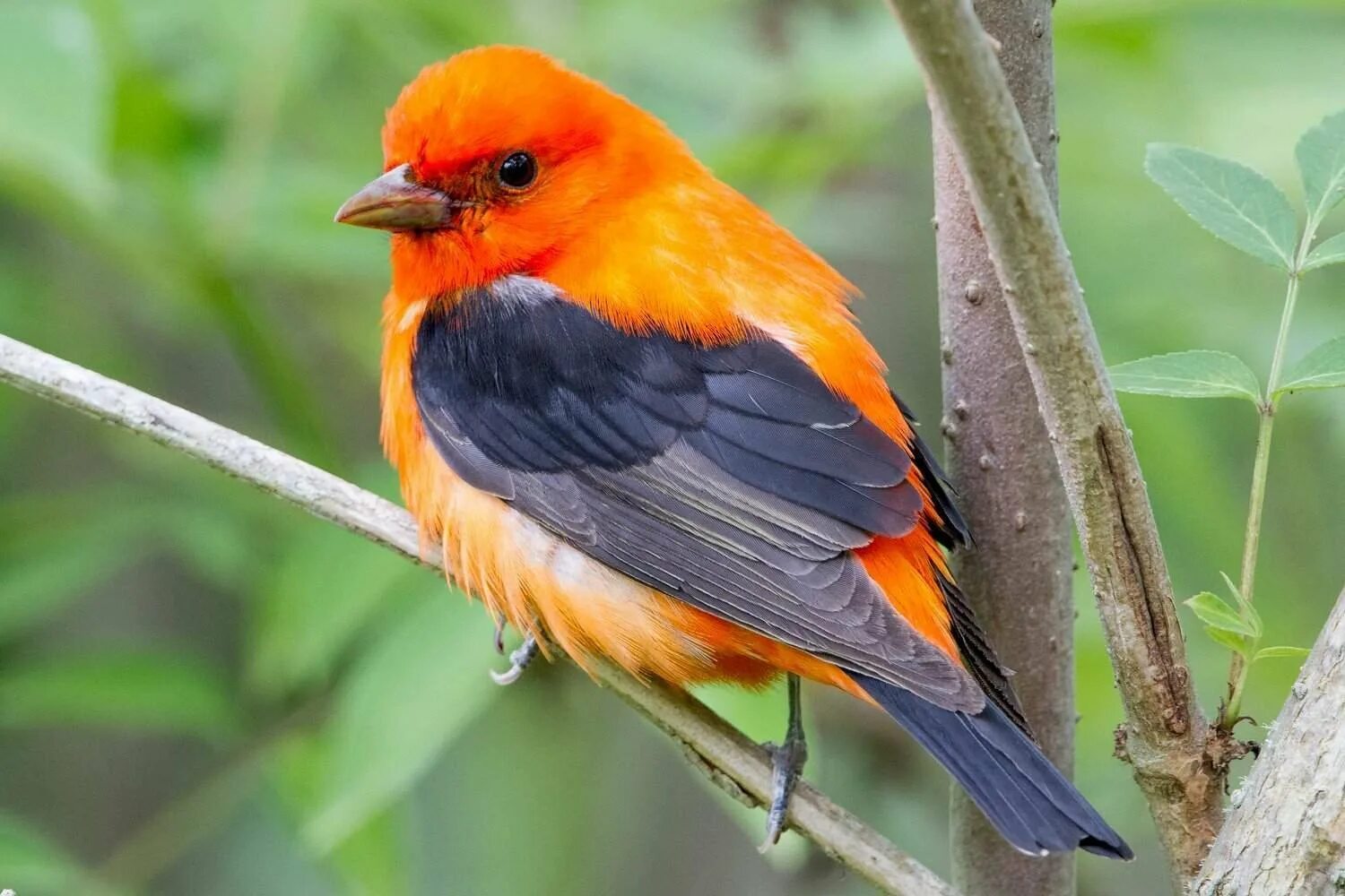 Птица маленькая оранжевая. Огненный мухоед птица. Амазонский Королевский мухоед. Танагра птица оранжевая. Рыжая танагра.