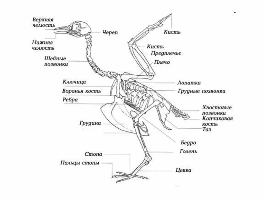 Скелет птицы грудной отдел позвоночника. Осевой скелет птиц. Скелет птицы подписанный. Скелет туловища птицы.