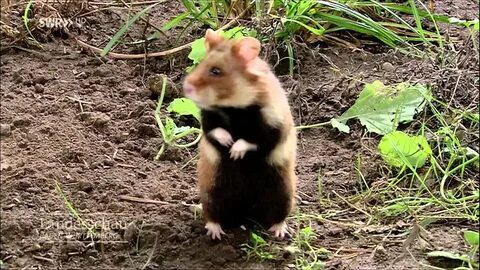 Карбыши на садовом участке как избавиться