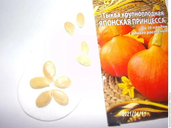 Тыква японская принцесса описание сорта фото отзывы. Тыква крупноплодная японская принцесса (селекция "вх"). Тыква японская принцесса. Тыква сорт японская принцесса. Принцесса тыква.