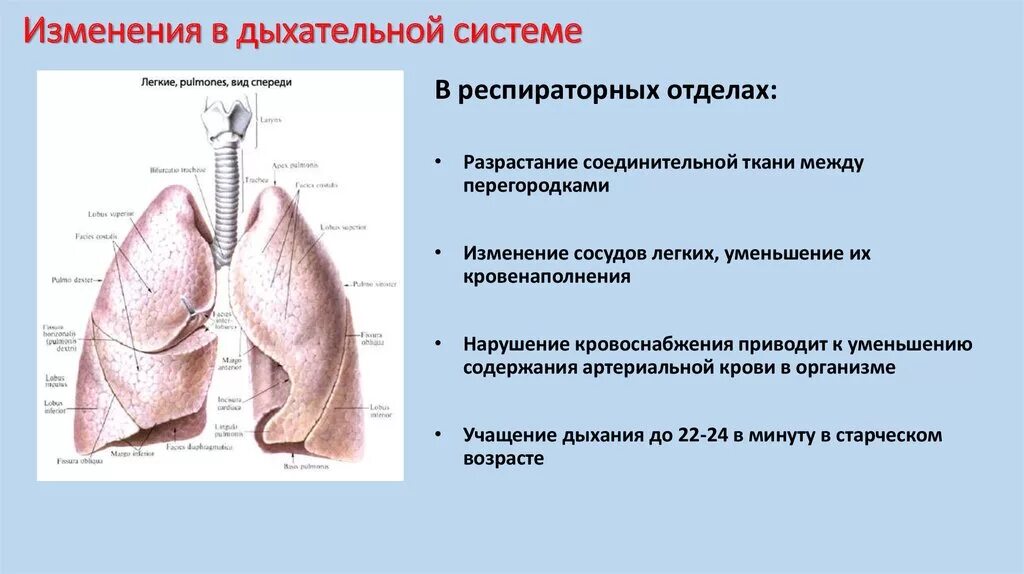 Возрастные изменения дыхательной системы. Изменения в системе органов дыхания при старении. Изменение дыхательной системы в старческом возрасте. Возрастные изменения органов дыхания у пожилых людей. Функциональные изменения в легких