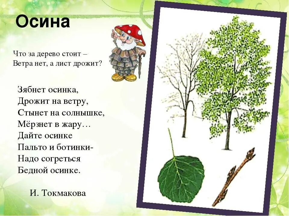 План текста не повезло осине. Стихи про деревья для малышей. Стихи про осину для детей. Стихотворение о деревьях для дошкольников. Стихи про деревья для детей.