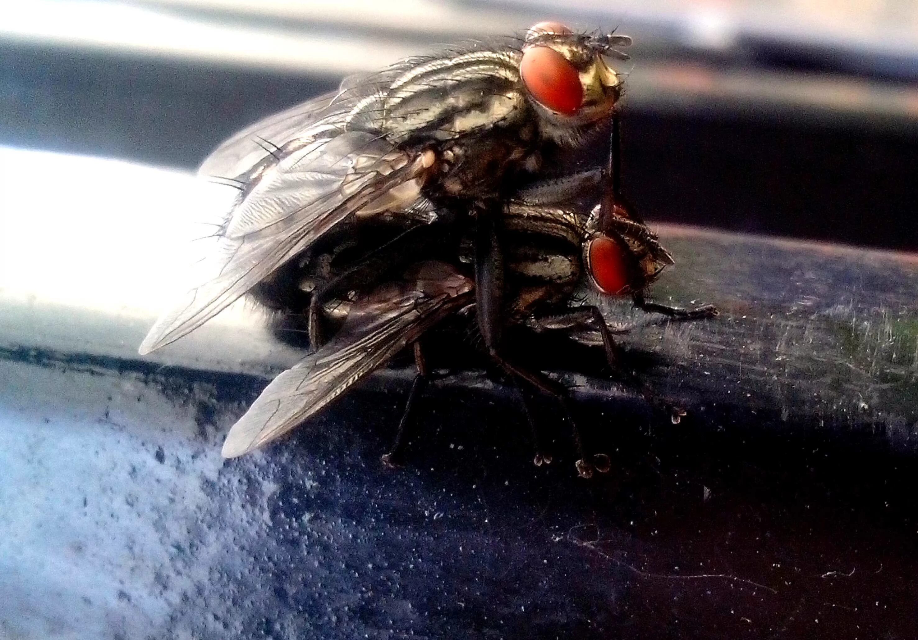Л муха. Муха-краснобрюшка. Красная Муха. Гнус насекомое. Муха с красными глазами.
