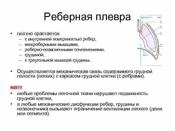 Реберная братск. Реберная плевра. Границы висцеральной плевры. Реберная часть плевры. Висцеральный слой плевры.