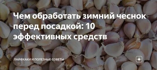 Посадка чеснока нужно ли замачивать. Чеснок замачивать перед посадкой. Обработка чеснока перед посадкой. Обработка чеснока перед посадкой весной фитоспорином.