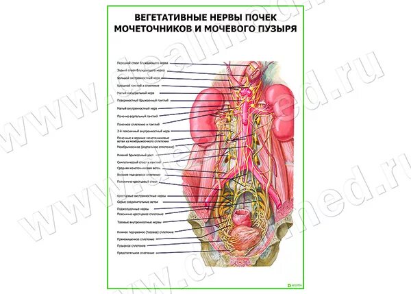 Почки нервы