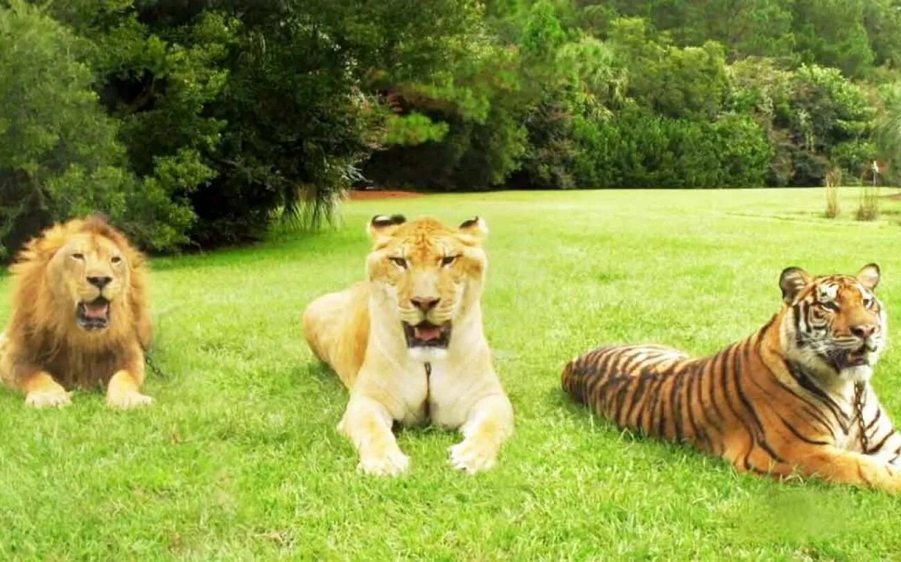 Тигр сильнее льва. Покажи тигр лев. Четыре тигра. Покажи тигр лев. Покажи тигр лев.