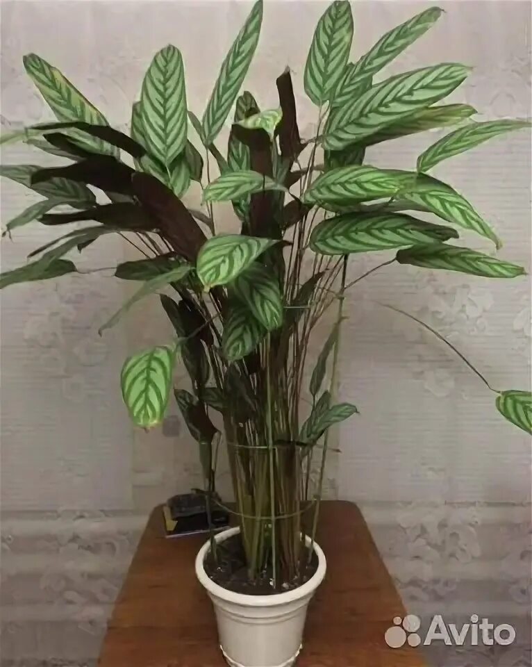 Ктенанте