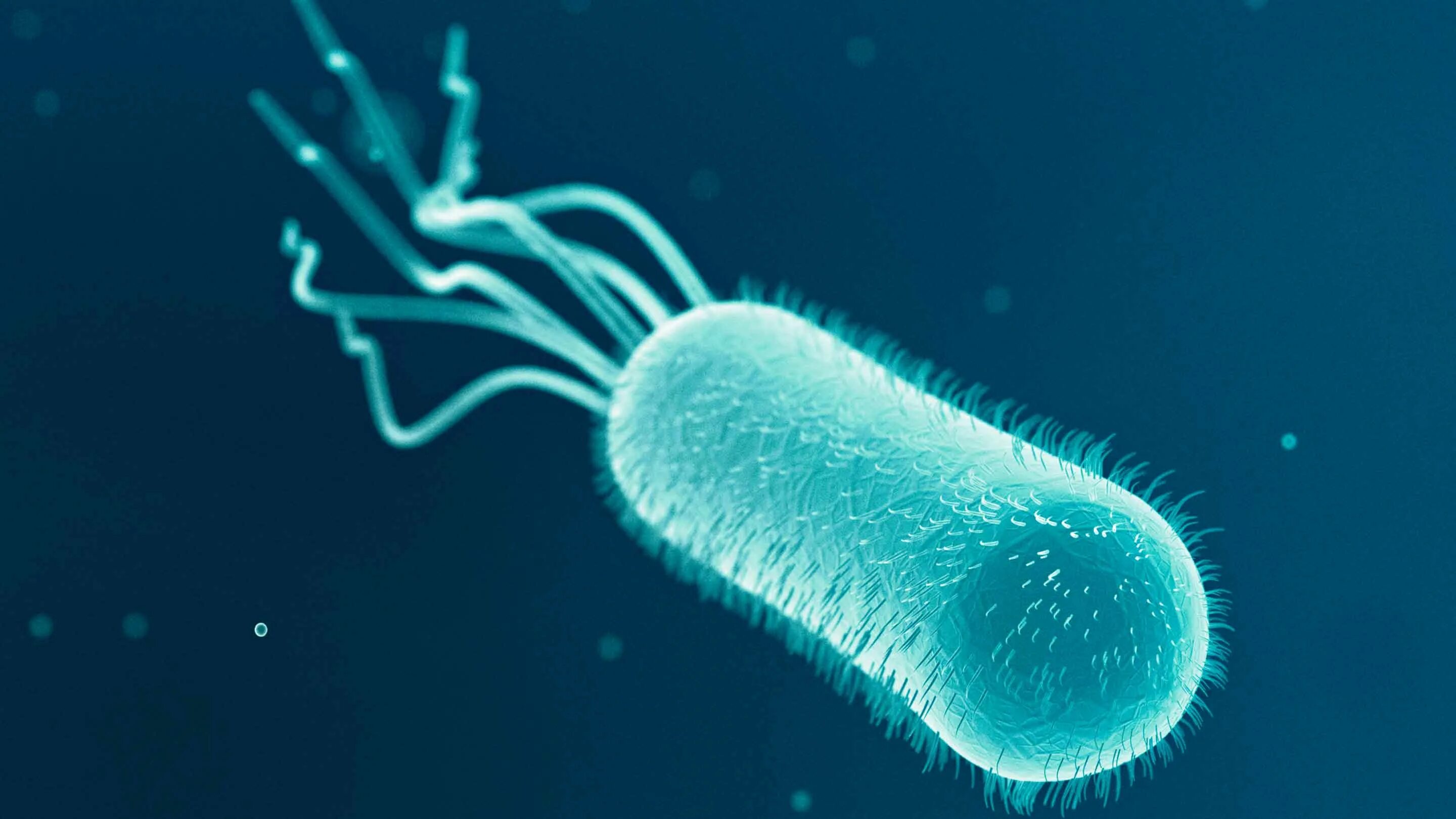 Микроорганизмы кишечная палочка. Кишечная палочка Escherichia coli. Кишечная палочка эшерихиоз. Escherichia coli жгутики. Кишечная палочка и сальмонелла.