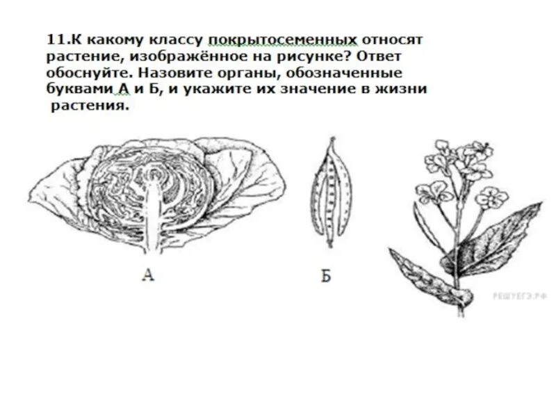 Покрытосеменные растения побег. Задание по биологии растений. К какому классу относится растение изображенное на рисунке. Задания из ЕГЭ по биологии по ботанике. Задания ЕГЭ по семействам растений.