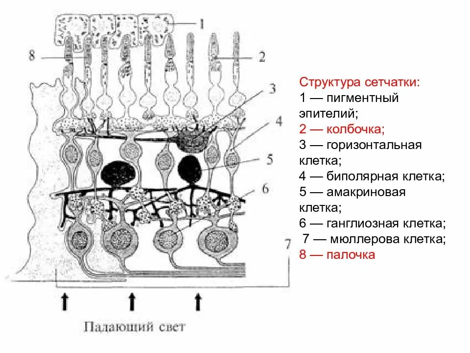 Схема нейронного состава сетчатки глаза. Функциональные слои сетчатки глазного яблока. Схема нейронного строения сетчатки. Схема строения сетчатки гистология.