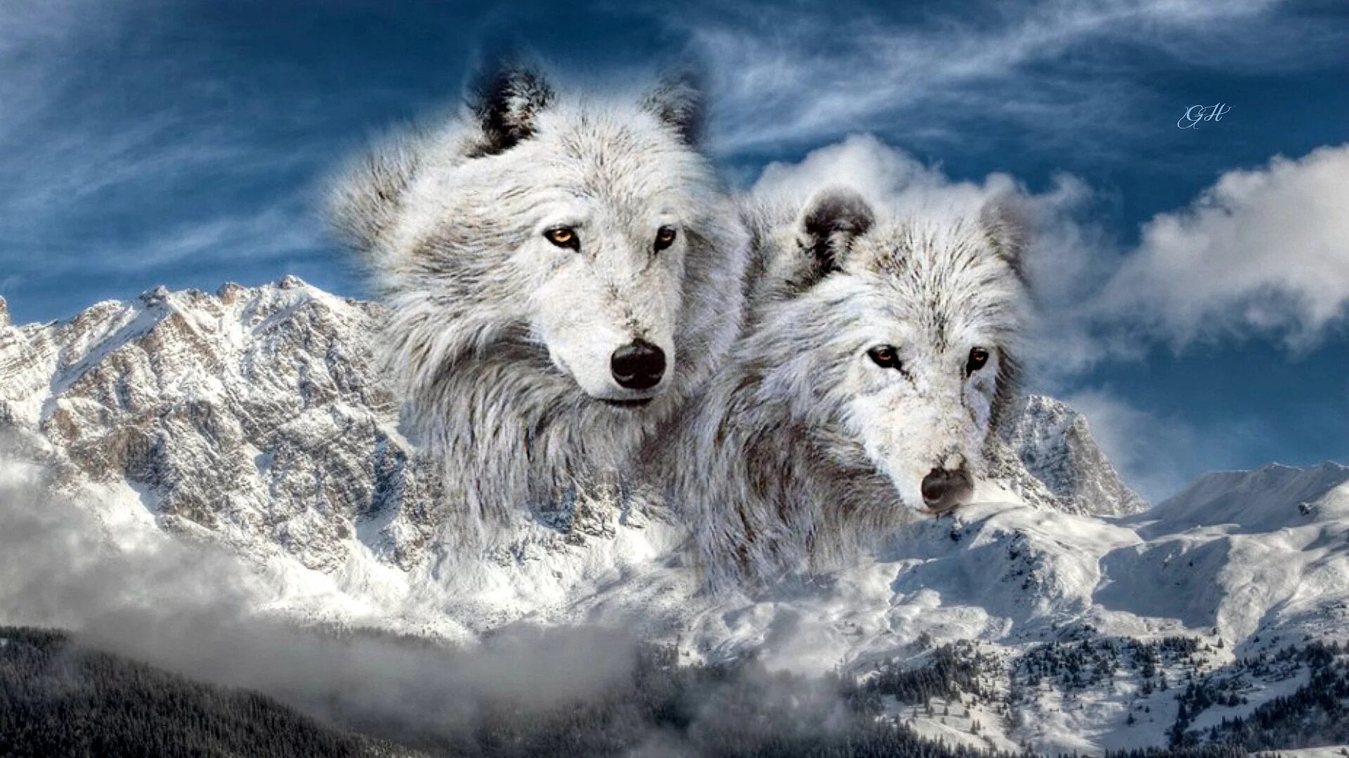 Красивые обои волки. Волк обои. Красивый волк. Картинки на рабочий стол волки.