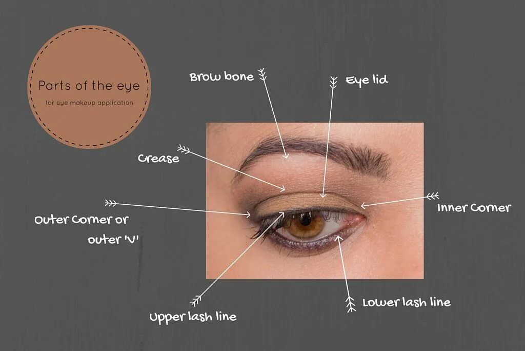 Глаз как переводится. Eye Parts. Eyelid Crease. Eyes перевод.