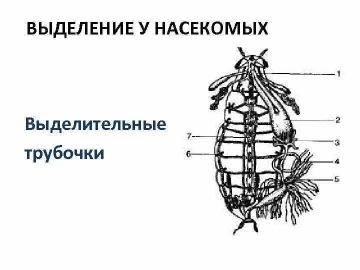 Выделительная система насекомых 6 класс биология. Выделительная система Жуков. Выделительная система насекомых 7 класс биология. Выделительная система жука. Насекомое работающее на компетентные органы