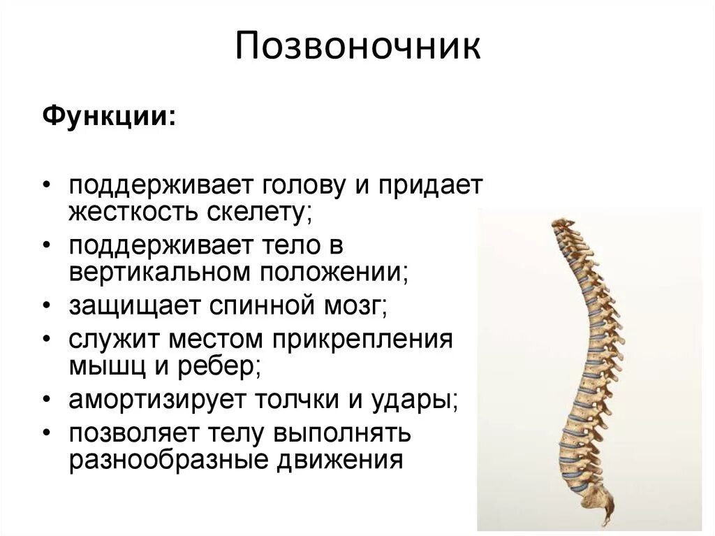 Позвоночный столб строение и функции. Позвоночный столб анатомия функция.  Перечислите функции позвоночного столба. Функции грудного отдела позвоночника.