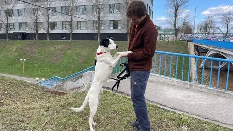 Собак ярославль