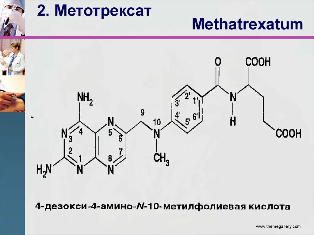 Метотрексат биохимия. Механизм действия метотрексата биохимия. Метотрексат механизм действия. Метотрексат ингибирует.