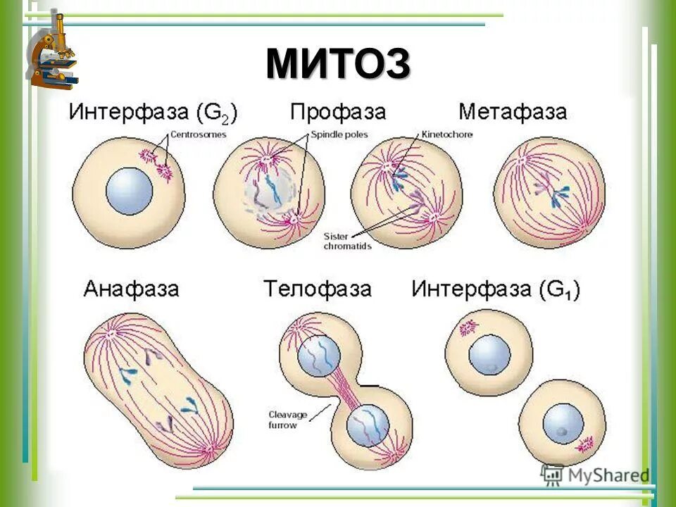 митоз триплоидной клетки. митоз триплоидной клетки. митоз триплоидной клетки. 2n4c митоз профаза n2c метафаза мейоз. деление эукариотических клеток митоз.
