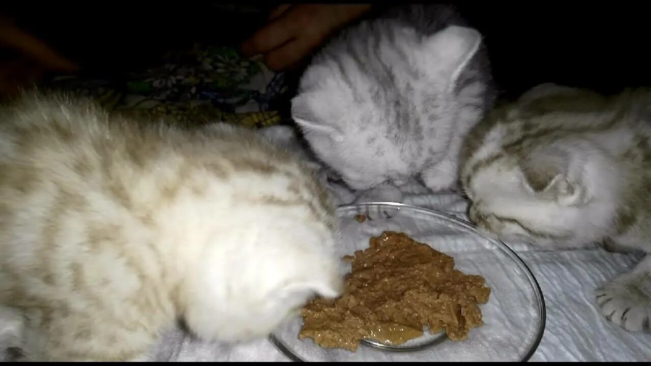 Еда котенка в 1.5 месяца. Шотландский котенок кушает. шотландский котенок питание 2 месяца. чем накормить котенка 1 месяц.