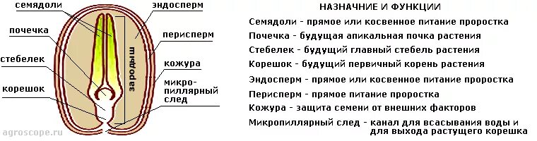 Почечка корень. Почечка зародыша семени функция. Строение семян зародышевый корешок функция. Строение семени зародышевая почечка. Почечка в семени функция.