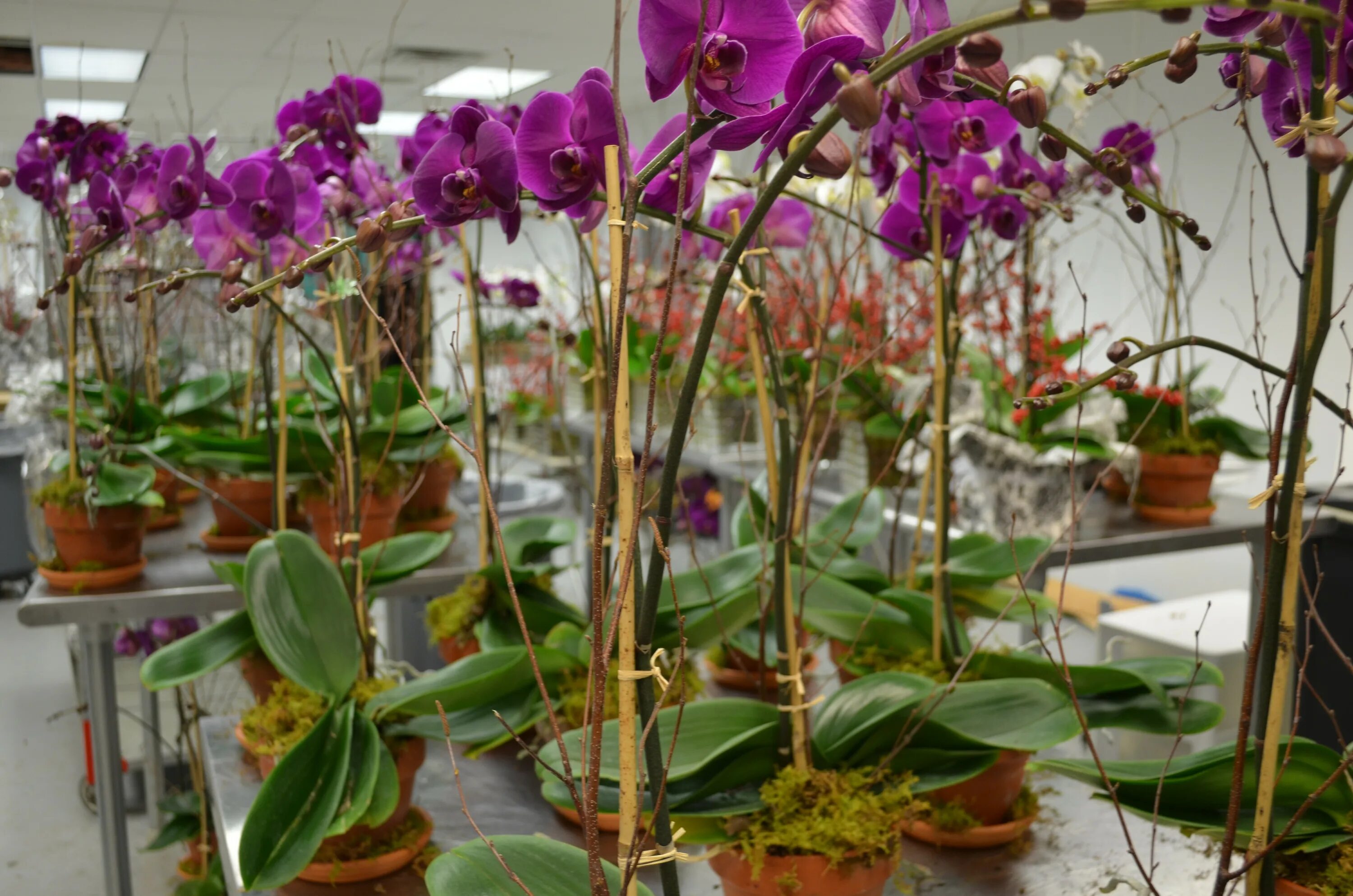 Chinese New Year in Hong Kong (Visiting The Flower Markets!) Orchids garden, Flo
