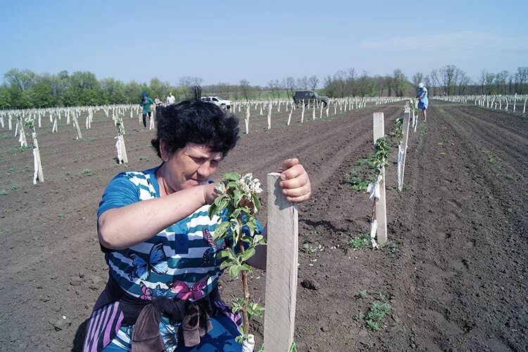 СПК Колос Новопокровский район Краснодарский край. Хлеборобы Новопокровского района Краснодарского края-. СПК "Колос" Алтайский край. Рождественка татарский район СПК Колос колхоз.