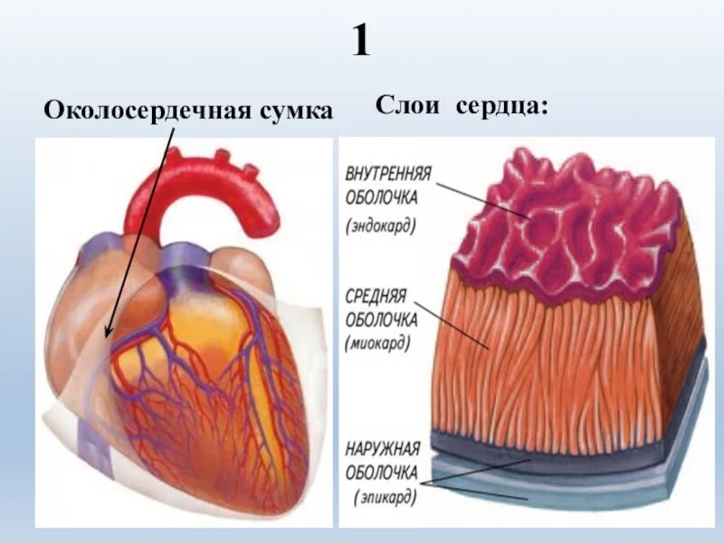 Слои предсердия. Миокард перикард эндокард. Перикард анатомия. Строение сердца перикард миокард. Перикард (околосердечная сумка).