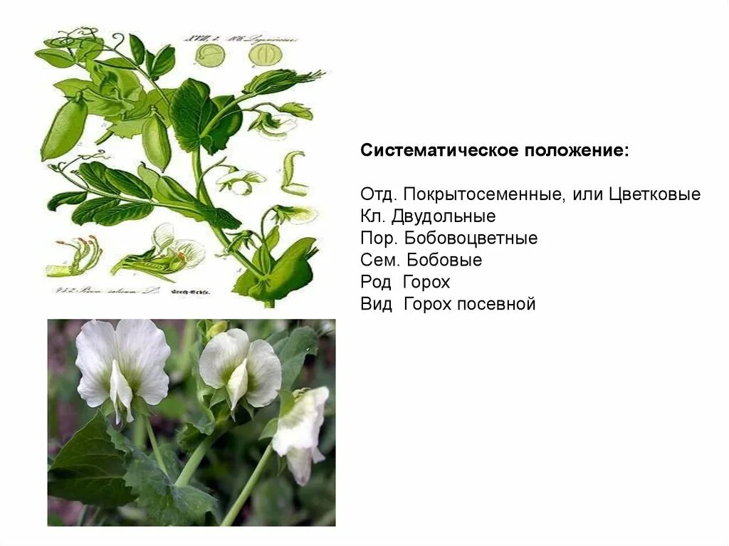 Систематика гороха посевного. Горох посевной таксоны. Систематика растения горох посевной. Горох посевной биология.