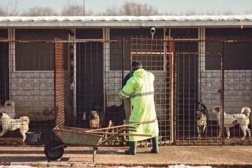 Volunteering at an animal shelter. Уборка в приюте. Службы по уборке приютов.